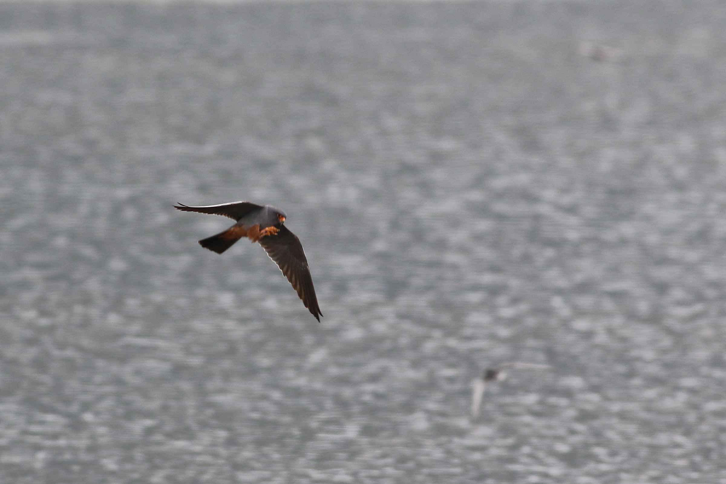 Red-footed Falcon